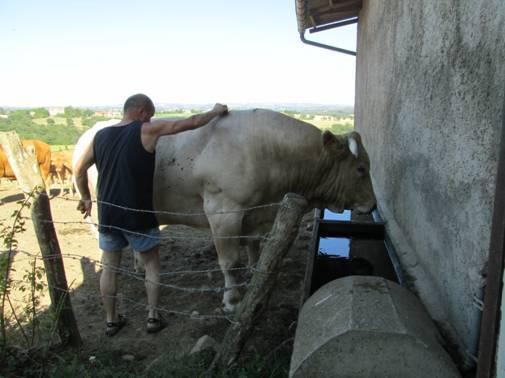 Taureau Blond d’aquitaine